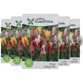 Famiflora Tulipa Greigii Mix 5 x 12 - 60 bloembollen - Opvallende kleurenmix voor visuele diversiteit en levendigheid - Trek bewondering van bezoekers en vogels door unieke bloemvormen
