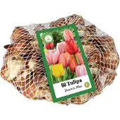 Jub holland - bloembollen - Tulpen Darwin Hybride mix 11/12 - 50 stuks - enorme bloemen