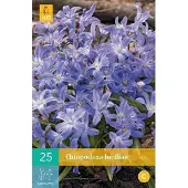 Ta Chionodoxa luciliae - sneeuwroem - set van 25 stuks