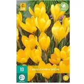 Jub holland X 10 Crocus Golden Yellow
