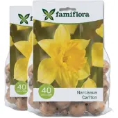 Famiflora Narcissus Carlton 2 x 40 - 80 bloembollen - Heldere bloemen brengen vreugde en optimisme in je tuin - Verhoogt aantrekkingskracht voor bijen en andere bestuivers