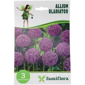 Famiflora Allium Gladiator - Voorjaarsbloeiers - 3 bloembollen - Trekt bijen en vlinders aan voor een gezonde tuinecosysteem - Voegt een majestueuze uitstraling toe die bewondering oogst