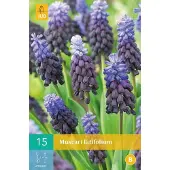 JUB X 15 Muscari latifolium