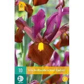 JUB X 10 Iris hollandica Red Ember
