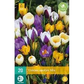 JUB X 20 Crocus species mix