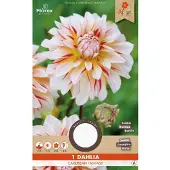 Florex Dahlia Decoratief Carribean Fantasy 1st.
