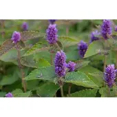 GRDplanten 6x Dropplant - Agastache foeniculum | 9x9 cm pot