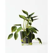 HEMA Kunstplant Philodendron 55cm (groen)