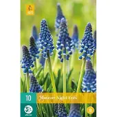 JUB X 10 Muscari Night Eyes
