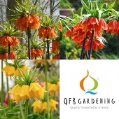 QFB Gardening Keizerskroon Pakket | 3 stuks | Meerkleurig | Snijbloem