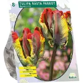 Baltus Tulpenbol Rasta Parrot - 1 x 8 stuks