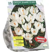 Baltus - Crocus Grootbloemig Wit per 25 bloembollen