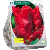 Baltus Tulpenbol Rococo Parrot - Parkiet - 1 x 12 bloembollen