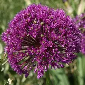 QFB Gardening Allium Purple Sensation | Paars | Sierui Bollen | verwilderend