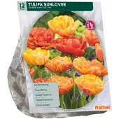 Baltus Tulipa Sunlover 12 stuks bloembollen