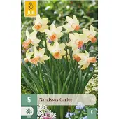 JUB Narcissus carice 5st