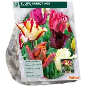 Baltus Tulipa Parkiet mix 10 stuks bloembollen
