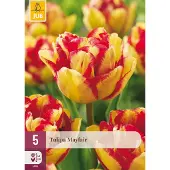 JUB Tulipa Mayfair bloembol 5 stuks