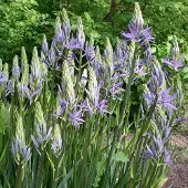 QFB Gardening Camassia leichtlinii Caerulea | 2 stuks | Blauw | Camassiabollen