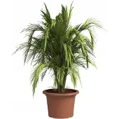 Artevasi Pot de fleurs Venezia Cilindro - 50 cm - Coloris terre cuite