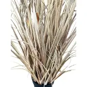 Pole to Pole Onion Grass Natural Pampas 120cm