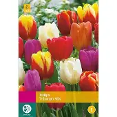 JUB Tulipa Triumph mix bloembollen 25 bollen Tulp