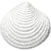 MOOYE ® - Collectie Zilveren Venusschelp in detail XL kettinghanger