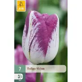 JUB Tulipa Shiun bloembol 7 stuks