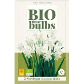 JUB Narcissus triandrus thalia 5st