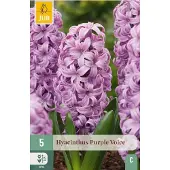 JUB Hyacinthus purple voice 5st