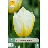 JUB Tulipa lemon beauty 7st