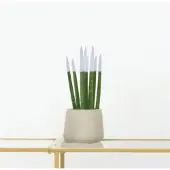 Green bubble Sansevieria Cylindrica Velvet Touchz wit - 25cm