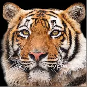 Ambiente - Lunch servetten - Bengal tiger