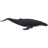 MOJO Animal Planet: Bultrugwalvis