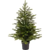 Everlands Grandis mini boom d51h75 cm groen
