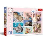 Trefl legpuzzel kattenwereld 100 stukjes karton kleurrijk.