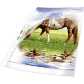 Durable Showtassen 2677 DIN A4 Polypropyleen 0.08 mm Glas (helder) 267719 50 stuk(s)