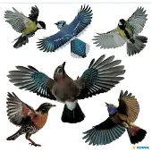 Herma Venster decoratie vogel kleurrijk, 30x30 cm
