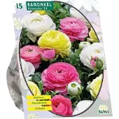Baltus - Bloembollen Ranonkel, Pastel Mix per 15