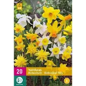 JUB Narcissus Botanical mix , 20 bloembollen