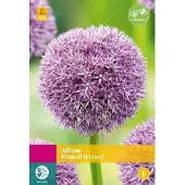 JUB Allium Pinball Wizard , 2 bloembollen