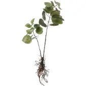 Mica Decorations Kunstplant Groen