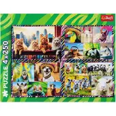 Trefl 13313, 250 stuk(s), Dieren, 7 jaar