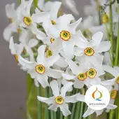 QFB Gardening Narcis Recurvus | 10 stuks | Poeticus | Geel | Wit | Narcissenbollen