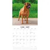 Red Robin Mastiff Kalender 2027
