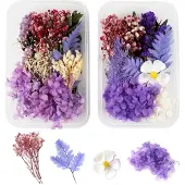 Famanu – Set van 2 natuurlijke gedroogde bloemen voor kunst en knutselen
