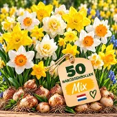IRONO Narcissenbollen Winterhard Meerjarig – 50 Bloembollen Narcissen Mix