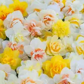QFB Gardening Bloembollen Mix Dubbele Narcissen Funen's Pride | Dubbel