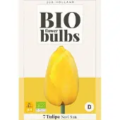 JUB Tulipa Novi Sun , 7 bloembollen