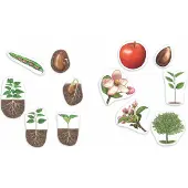 Learning Resources Reuze magnetische levenscyclus van een plant - 5+